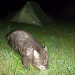 Ode to the wombat